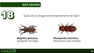 54
QUIZ GEAGRA
Quais são as pragas de armazenamento do trigo?
Sitophilus granarius
(Gorgulho do trigo);
Rhyzopertha dominica
(Besourinho-dos-cereais).
 