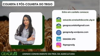 UNINDO CONHECIMENTO EM PROL DA AGRICULTURA!
COLHEITA E PÓS-COLHEITA DO TRIGO
eduarda.ornelas@discente.ufg.br
 