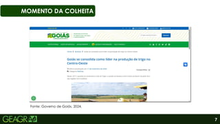7
MOMENTO DA COLHEITA
Elaborado por: Eduarda Ornelas, 2024
Fonte: Governo de Goiás, 2024.
 