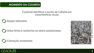 8
MOMENTO DA COLHEITA
Fonte:
Freepink,
2024.
É possível identificar o ponto de colheita por
características visuais.
Espigas dobradas;
Grãos firmes e resistentes ao serem pressionados;
Coloração amarelada.
 