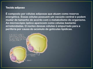 Tecido adiposo
É composto por células adiposas que atuam como reserva
energética. Essas células possuem um vacúolo central e podem
mudar de tamanho de acordo com o metabolismo do organismo.
Ao microscópio óptico aparecem como células bastante
arredondadas. O núcleo dessas células é empurrado para a
periferia por causa do acúmulo de gotículas lipídicas.
 
