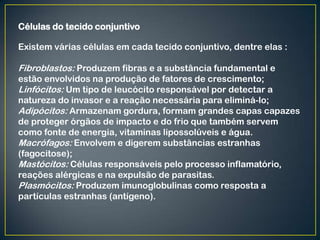 Células do tecido conjuntivo
Existem várias células em cada tecido conjuntivo, dentre elas :
Fibroblastos: Produzem fibras e a substância fundamental e
estão envolvidos na produção de fatores de crescimento;
Linfócitos: Um tipo de leucócito responsável por detectar a
natureza do invasor e a reação necessária para eliminá-lo;
Adipócitos: Armazenam gordura, formam grandes capas capazes
de proteger órgãos de impacto e do frio que também servem
como fonte de energia, vitaminas lipossolúveis e água.
Macrófagos: Envolvem e digerem substâncias estranhas
(fagocitose);
Mastócitos: Células responsáveis pelo processo inflamatório,
reações alérgicas e na expulsão de parasitas.
Plasmócitos: Produzem imunoglobulinas como resposta a
partículas estranhas (antígeno).
 