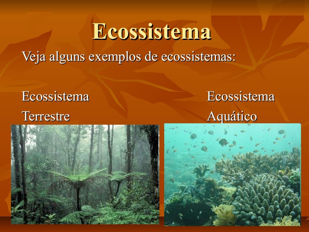 Quanto Aos Ecossistemas é Correto Afirmar Que