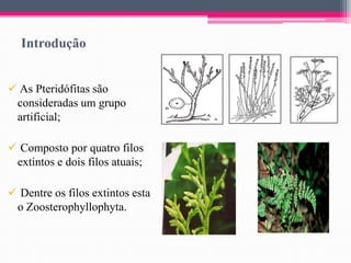 Introdução
 As Pteridófitas são
consideradas um grupo
artificial;
 Composto por quatro filos
extintos e dois filos atuais;
 Dentre os filos extintos esta
o Zoosterophyllophyta.

 