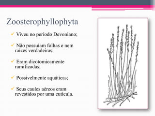 Zoosterophyllophyta
 Viveu no período Devoniano;

 Não possuíam folhas e nem
raízes verdadeiras;
 Eram dicotomicamente
ramificadas;
 Possivelmente aquáticas;
 Seus caules aéreos eram
revestidos por uma cutícula.

 