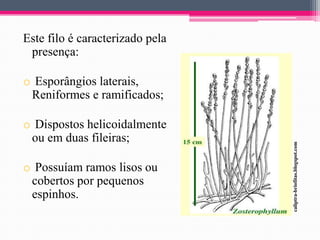 Este filo é caracterizado pela
presença:

o Dispostos helicoidalmente
ou em duas fileiras;

o Possuíam ramos lisos ou
cobertos por pequenos
espinhos.

caliptra-briofitas.blogspot.com

o Esporângios laterais,
Reniformes e ramificados;

 