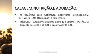 CALAGEM,NUTRIÇÃO,E ADUBAÇÃO.
• - NITROGÊNIO: - Base + Cobertura. - Cobertura: - Parcelada em 2
ou 3 vezes. - Até 40 dias após a emergência;
• - FÓSFORO: - Altamente exigente entre 30 e 50 DAE; - POTÁSSIO:
- Exigente entre 30 e 50 DAE e entorno de 90 DAE.
Jan-23 ENGªAGRÔNOMA MILENA ALMEIDA 15
 