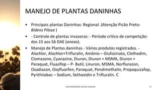 MANEJO DE PLANTAS DANINHAS
• Principais plantas Daninhas: Regional. (Atenção Picão Preto-
Bidens Pilosa )
• - Controle de plantas invasoras: - Período crítico de competição:
dos 15 aos 56 DAE (anexo).
• Manejo de Plantas daninhas - Vários produtos registrados. -
Alachlor, Alachlor+Trifluralin, Amônio – Glufosinato, Clethodim,
Clomazone, Cyanazine, Diuron, Diuron + MSMA, Diuron +
Paraquat, Fluazifop – P- Butil, Linuron, MSMA, Norflurazon,
Oxadiazon, Oxyfluorfen, Paraquat, Pendimethalin, Propaquizafop,
Pyrithiiobac – Sodium, Sethoxidin e Trifluralin. C
Jan-23 ENGªAGRÔNOMA MILENA ALMEIDA 22
 