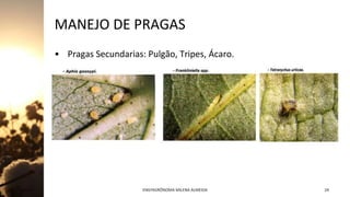 MANEJO DE PRAGAS
• Pragas Secundarias: Pulgão, Tripes, Ácaro.
Jan-23 ENGªAGRÔNOMA MILENA ALMEIDA 24
 