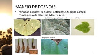 MANEJO DE DOENÇAS
• Principais doenças: Ramulose, Antracnose, Mosaico comum,
Tombamento de Plântulas, Mancha Alvo.
Jan-23 ENGªAGRÔNOMA MILENA ALMEIDA 25
- Corynespora cassiicola
 