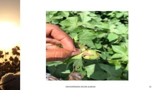 Jan-23 ENGªAGRÔNOMA MILENA ALMEIDA 32
 