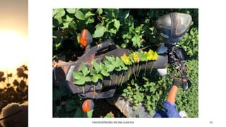 Jan-23 ENGªAGRÔNOMA MILENA ALMEIDA 33
 