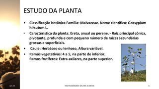 6
ESTUDO DA PLANTA
• Classificação botânica Família: Malvaceae. Nome cientifico: Gossypium
hirsutum L.
• Característica da planta: Ereta, anual ou perene. - Raiz principal cônica,
pivotante, profunda e com pequeno número de raízes secundárias
grossas e superficiais.
• Caule: Herbáceo ou lenhoso, Altura variável.
• Ramos vegetativos: 4 a 5, na parte de inferior.
Ramos frutíferos: Extra-axilares, na parte superior.
Jan-23 ENGªAGRÔNOMA MILENA ALMEIDA
 