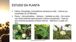 ESTUDO DA PLANTA
• Folhas: Pecioladas, Consistência coriácea ou não. - Inteiras ou
recortadas (3 a 9 lóbulos).
• Flores: - Hermafroditas. - Axilares. - Isoladas ou não. - Cor creme
nas recém-abertas (que passam a rósea e purpúreo). - Com ou
sem mancha purpúrea na base interna. - Abertura: a cada 3-6
dias.
Jan-23 ENGªAGRÔNOMA MILENA ALMEIDA 7
 