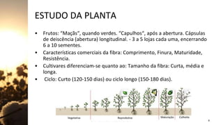 ESTUDO DA PLANTA
• Frutos: “Maçãs“, quando verdes. “Capulhos“, após a abertura. Cápsulas
de deiscência (abertura) longitudinal. - 3 a 5 lojas cada uma, encerrando
6 a 10 sementes.
• Características comerciais da fibra: Comprimento, Finura, Maturidade,
Resistência.
• Cultivares diferenciam-se quanto ao: Tamanho da fibra: Curta, média e
longa.
• Ciclo: Curto (120-150 dias) ou ciclo longo (150-180 dias).
Jan-23 ENGªAGRÔNOMA MILENA ALMEIDA 8
 