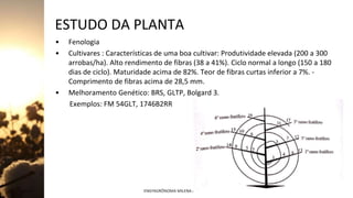 ESTUDO DA PLANTA
• Fenologia
• Cultivares : Características de uma boa cultivar: Produtividade elevada (200 a 300
arrobas/ha). Alto rendimento de fibras (38 a 41%). Ciclo normal a longo (150 a 180
dias de ciclo). Maturidade acima de 82%. Teor de fibras curtas inferior a 7%. -
Comprimento de fibras acima de 28,5 mm.
• Melhoramento Genético: BRS, GLTP, Bolgard 3.
Exemplos: FM 54GLT, 1746B2RR
Jan-23 ENGªAGRÔNOMA MILENA ALMEIDA 9
 