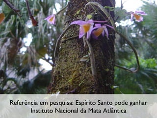 Referência em pesquisa: Espírito Santo pode ganhar Instituto Nacional da Mata Atlântica 