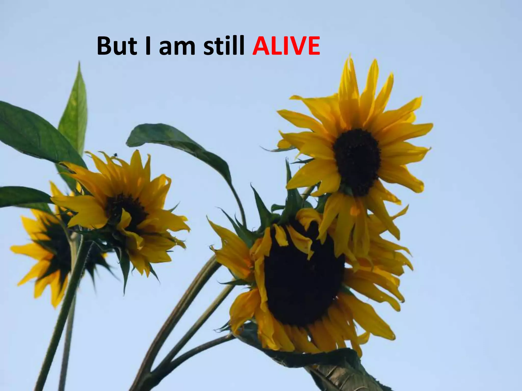 But I am still ALIVE

 
