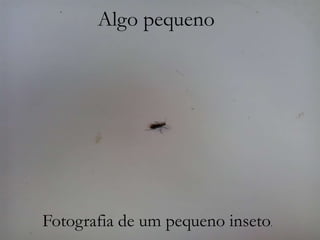 Algo pequeno
ALGO PEQUENO

Fotografia de um pequeno inseto.

 