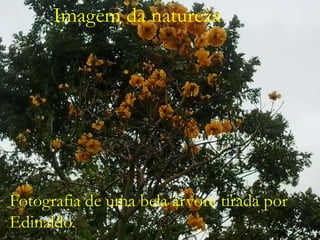 Imagem da natureza

Fotografia de uma bela árvore tirada por
Edinaldo.

 