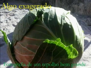 Algo exagerado
ALGO EXAGERADO

Fotografia de um repolho bem grande.

 