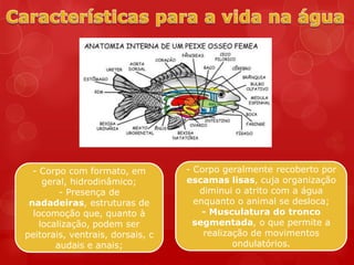 - Corpo com formato, em         - Corpo geralmente recoberto por
     geral, hidrodinâmico;        escamas lisas, cuja organização
         - Presença de               diminui o atrito com a água
 nadadeiras, estruturas de          enquanto o animal se desloca;
  locomoção que, quanto à             - Musculatura do tronco
    localização, podem ser          segmentada, o que permite a
peitorais, ventrais, dorsais, c       realização de movimentos
        audais e anais;                      ondulatórios.
 