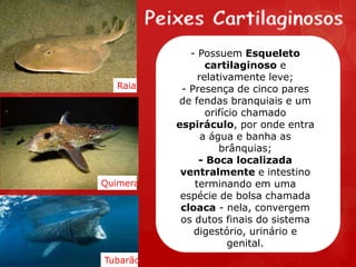 - Possuem Esqueleto
                 cartilaginoso e
               relativamente leve;
  Raia     - Presença de cinco pares
          de fendas branquiais e um
                 orifício chamado
          espiráculo, por onde entra
                a água e banha as
                    brânquias;
               - Boca localizada
           ventralmente e intestino
Quimera       terminando em uma
           espécie de bolsa chamada
           cloaca - nela, convergem
           os dutos finais do sistema
              digestório, urinário e
                       genital.
Tubarão
 