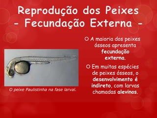  A maioria dos peixes
                                         ósseos apresenta
                                            fecundação
                                             externa.
                                       Em muitas espécies
                                        de peixes ósseos, o
                                         desenvolvimento é
                                        indireto, com larvas
O peixe Paulistinha na fase larval.
                                         chamadas alevinos.
 