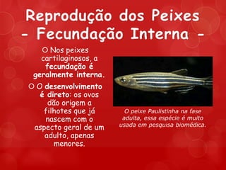 Reprodução dos Peixes
- Fecundação Interna -
    Nos peixes
   cartilaginosos, a
    fecundação é
 geralmente interna.
 O desenvolvimento
   é direto: os ovos
     dão origem a
    filhotes que já      O peixe Paulistinha na fase
    nascem com o        adulta, essa espécie é muito
                       usada em pesquisa biomédica.
 aspecto geral de um
    adulto, apenas
       menores.
 