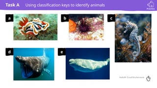 4 Animal Classification Keys classification keys to identify animals - science | PPTX