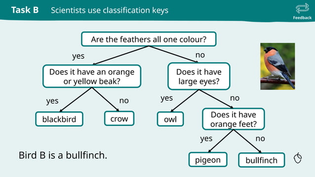 classification keys to identify animals - science | PPT