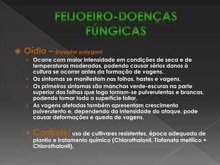 O patógeno pode sobreviver em restos de culturas, sendo a semente infectada a principal fonte de disseminação da doença.