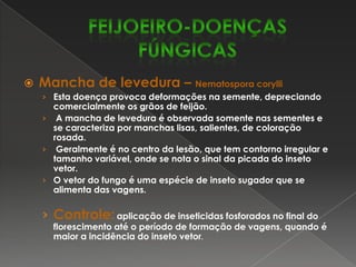 Ferrugem – Uromycesphaseoli