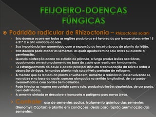 Ocorre com intensidade variável, provocando desfolha prematura nas lavouras severamente atacadas.