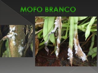 Em poucos dias, surgem pequenas pústulas de cor ferrugem em ambas as superfícies das folhas, quase sempre rodeadas por um halo amarelo. Folhas severamente atacadas tornam-se amarelas, secam e caem.