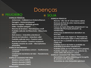 DoençasFEIJOEIRODOENÇAS FÚNGICASAntracnose – ColletotrichumlindemuthianumFerrugem – UromycesphaseoliMancha angular – IsariopsisgriseolaOídio – ErysiphepolygoniMancha de levedura – NematosporacorylliPodridão radicular de Rhizoctonia – RhizoctoniasolaniMofo branco – SclerotiniasclerotiorumMurcha de Sclerotium – SclerotiumrolfsiiPodridão radicular seca – FusariumsolaniMurcha de Fusarium – FusariumoxysporumPodridão cinzenta do caule –  MacrophominaphaseolinaDOENÇAS BACTERIANASCrestamento bacteriano comum –  XanthomonascampestriCrestamento bacteriano de halo –  PseudomonassyringaeDOENÇAS CAUSADAS POR VIRUSMosaico comum (VMCF)Mosaico dourado (VMDF)Mosaico amarelo (VMAF)NEMATOIDESSOJADOENÇAS FÚNGICASMancha “olho-de-rã” (Cercosporasojina)Doenças de final de ciclo: mancha parda (Septoriaglycines)Cancro da haste (Diaporthephaseolorum f. sp. meridionalis/Phomopsisphaseoli f. sp. meridionalis)Antracnose (Colletotrichumdematiumvar.truncata)Seca da haste e da vagem ou  Phomopsis da semente (Phomopsissojae e outras espécies)Mancha alvo e podridão da raiz (Corynesporacassiicola)Podridão branca da haste ou podridão de Sclerotinia (Sclerotiniasclerotiorum)Podridão parda da haste (Phialophoragregata)Podridão radicular vermelha ou síndrome da morte súbita-SDS (Fusariumsolani)DOENÇAS CAUSADAS POR  NEMATÓIDESNematóides de galhas (Meloidogyneincognita, M. javanica e M. arenaria)Nematóide de cisto (Heteroderaglycines)
