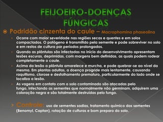 Mancha de levedura – NematosporacorylliEsta doença provoca deformações na semente, depreciando comercialmente os grãos de feijão. A mancha de levedura é observada somente nas sementes e se caracteriza por manchas lisas, salientes, de coloração rosada. Geralmente é no centro da lesão, que tem contorno irregular e tamanho variável, onde se nota o sinal da picada do inseto vetor. O vetor do fungo é uma espécie de inseto sugador que se alimenta das vagens.Controle:aplicação de inseticidas fosforados no final do florescimento até o período de formação de vagens, quando é maior a incidência do inseto vetor.FEIJOEIRO-DOENÇAS FÚNGICAS