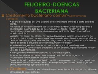 FEIJOEIRO-DOENÇAS FÚNGICASPodridão radicular de Rhizoctonia – RhizoctoniasolaniEsta doença ocorre em todas as regiões produtoras e é favorecida por temperaturas entre 15  e 21º C e alta umidade do solo.Sua importância tem aumentado com a expansão da terceira época de plantio do feijão. Esta doença pode atacar as sementes, as quais apodrecem no solo antes ou durante a germinação. Quando a infecção ocorre no estádio de plântula, o fungo produz lesões necróticas, ocasionando um estrangulamento na base do caule que resulta em tombamento. O estrangulamento do caule e da raiz principal dificulta a translocação da seiva e reduz a absorção de água, tornandoa planta mais suscetível a períodos de estiagem. À medida que os tecidos da planta envelhecem, aumenta a resistência, desenvolvendo se, nas raízes e na base do caule, cancros alongados no sentido longitudinal, de cor pardo-avermelhada e com bordos bem definidos.Pode infectar as vagens em contato com o solo, produzindo lesões deprimidas, de cor parda, bem delimitadas. A semente afetada se descolore e transporta o patógeno para novas áreas.Controle:uso de sementes sadias, tratamento químico das sementes (Benomyl, Captan) e plantio em condições ideais para rápida germinação das sementes.