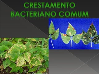 Podridão radicular de Rhizoctonia