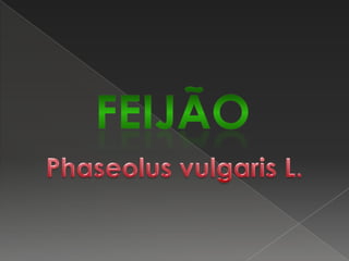 FeijãoPhaseolusvulgaris L.