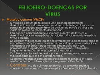 Murcha de Sclerotium – SclerotiumrolfsiiAtaca grande número de espécies vegetais, sendo comum a sua  presença em solos cultivados. Condições de alta temperatura e umidade favorecem o desenvolvimento da doença. Os sintomas iniciais aparecem no colo, ao nível do solo, como manchas escuras, encharcadas, estendendo-se pela raiz principal e  produzindo uma podridão freqüentemente recoberta por um micélio branco. Na parte aérea, as plantas apresentam amarelecimento e  desfolha dos ramos superiores e uma murcha repentina que conduz à seca total.Controle:uso de sementes sadias, tratamento químico das sementes (Benomyl, Captan), rotação de culturas e maior espaçamento.FEIJOEIRO-DOENÇAS FÚNGICAS