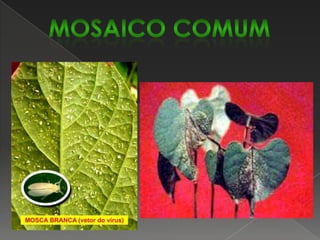 Murcha de Sclerotium