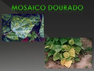 Podridão radicular seca