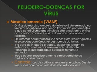 Murcha de Fusarium – FusariumoxysporumEsta doença se manifesta por perda de turgescência, amarelecimento, seca e queda progressiva das folhas de baixo para cima, podendo afetar toda a planta ou somente parte dela.Cortando-se a haste das plantas afetadas observa-se uma descoloração interna do caule (escurecimento dos vasos). Sob condições de alta umidade as plantas severamente atacadas apresentam intensa esporulação do fungo nas hastes e ramos. O fungo é transmitido pela semente e sobrevive no solo por vários anos.Controle:uso de sementes sadias, tratamento químico das sementes (Benomyl, Captan) e rotação de culturas.FEIJOEIRO-DOENÇAS FÚNGICAS