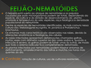 Podridão cinzenta do caule – MacrophominaphaseolinaOcorre com maior severidade nas regiões secas e quentes e em solos compactados. O patógeno é transmitido pela semente e pode sobreviver no solo e em restos de cultura por períodos prolongados. Quando as plântulas são infectadas no início do desenvolvimento apresentam lesões escuras, deprimidas, com margens bem definidas, as quais podem rodear completamente o caule.Acima da lesão a plântula amarelece e murcha, e pode quebrar-se ao nível da mesma. Em plantas adultas, a doença progride mais lentamente, causando raquitismo, clorose e desfolhamento prematuro, particularmente do lado onde se localiza a lesão. As vagens em contato com o solo contaminado são atacadas pelo fungo, infectando as sementes que normalmente não germinam, adquirem uma coloração negra e são totalmente destruídas pelo fungo.Controle:uso de sementes sadias, tratamento químico das sementes (Benomyl, Captan), rotação de culturas e bom preparo do solo.FEIJOEIRO-DOENÇAS FÚNGICAS