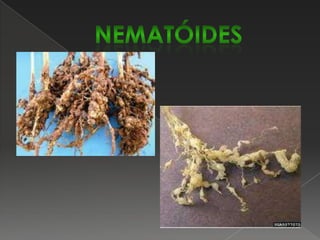 Podridão cinzenta do caule