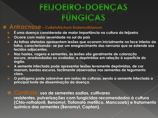FEIJOEIRO-DOENÇAS FÚNGICASAntracnose – Colletotrichumlindemuthianum