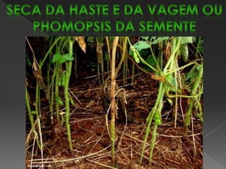 feijão-NEMATÓIDESO feijoeiro está sujeito ao ataque de nematóides e os prejuízos causados por esses microrganismos podem ser totais, dependendo da espécie, da cultivar e do estádio de desenvolvimento da  planta; umidade e temperatura do solo; espécies, raça fisiológica e densidade populacional do nematóide. Dentre as espécies de nematóides identificadas, as mais comuns nessa cultura são: Meloidogyneincognita, M. javanica e Pratylenchusbrachyurus.Os sintomas mais característicos são observados nas raízes, devido às alterações anatômicas e fisiológicas das células. As raízes infectadas apresentam deformações chamadas galhas, muitas vezes com diâmetro superior ao das raízes sadias e, quando a  infecção é severa, as galhas podem-se fundir umas às outras, de modo que todo o sistema radicular fica completamente deformado. As plantas infectadas por nematóides podem mostrar sintomas de definhamento, amarelecimento das folhas e murcha nas horas mais quentes do dia.Controle: rotação de culturas, uso de cultivares resistentes.