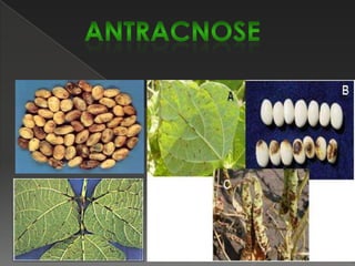 É uma doença considerada de maior importância na cultura do feijoeiro