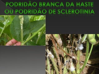 Mancha “olho-de-rã”